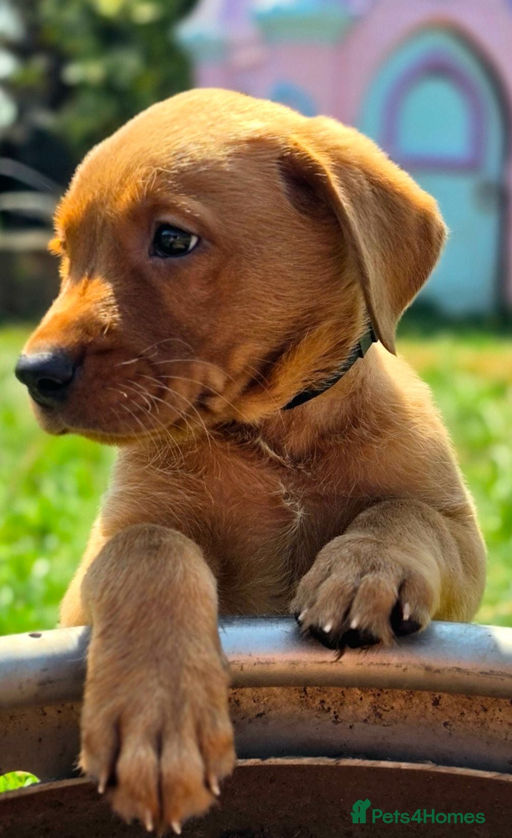 Labrador Retriever dogs 1 BEAUTIFUL CHUNKY BOY KC REG FOX RED LABRADORS - Advert 1