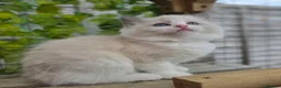 Ragdoll cats for sale: 💓please read🩵🏆European Champion lines 💫Tica - Advert 13