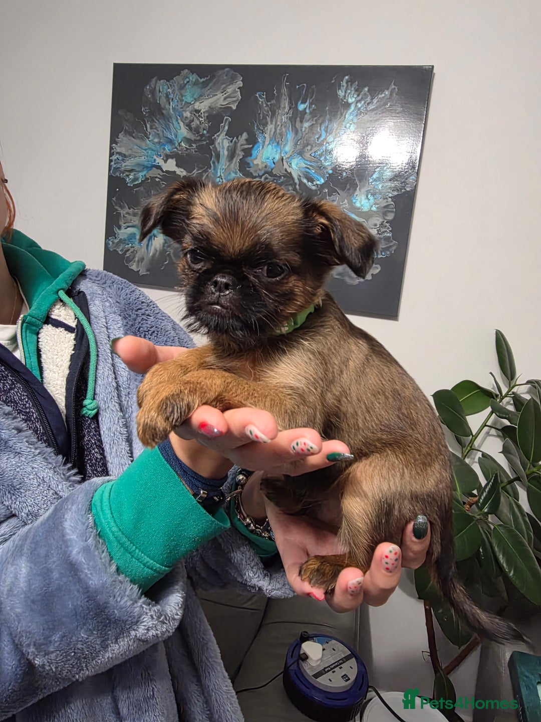 Griffon Bruxellois dogs for sale: Gorgeous pedigree Griffon Bruxellois KC registered - Advert 4