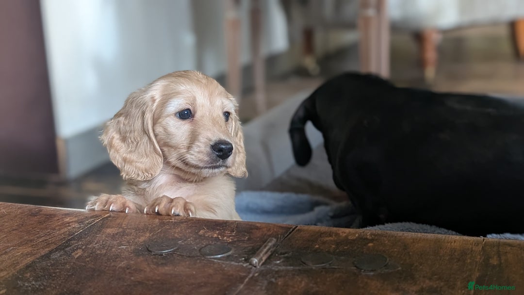 Miniature Dachshund dogs for sale: Stunning Cream Long-Haired Miniature Dachshund  - Advert 5