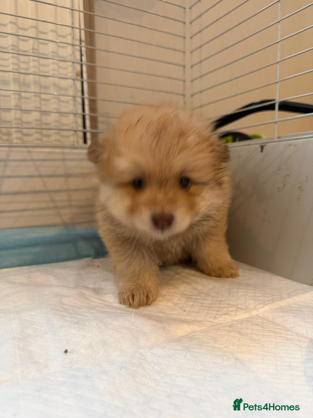 Pomeranian dogs for sale: Pomeranian puppy’s  - Advert 4