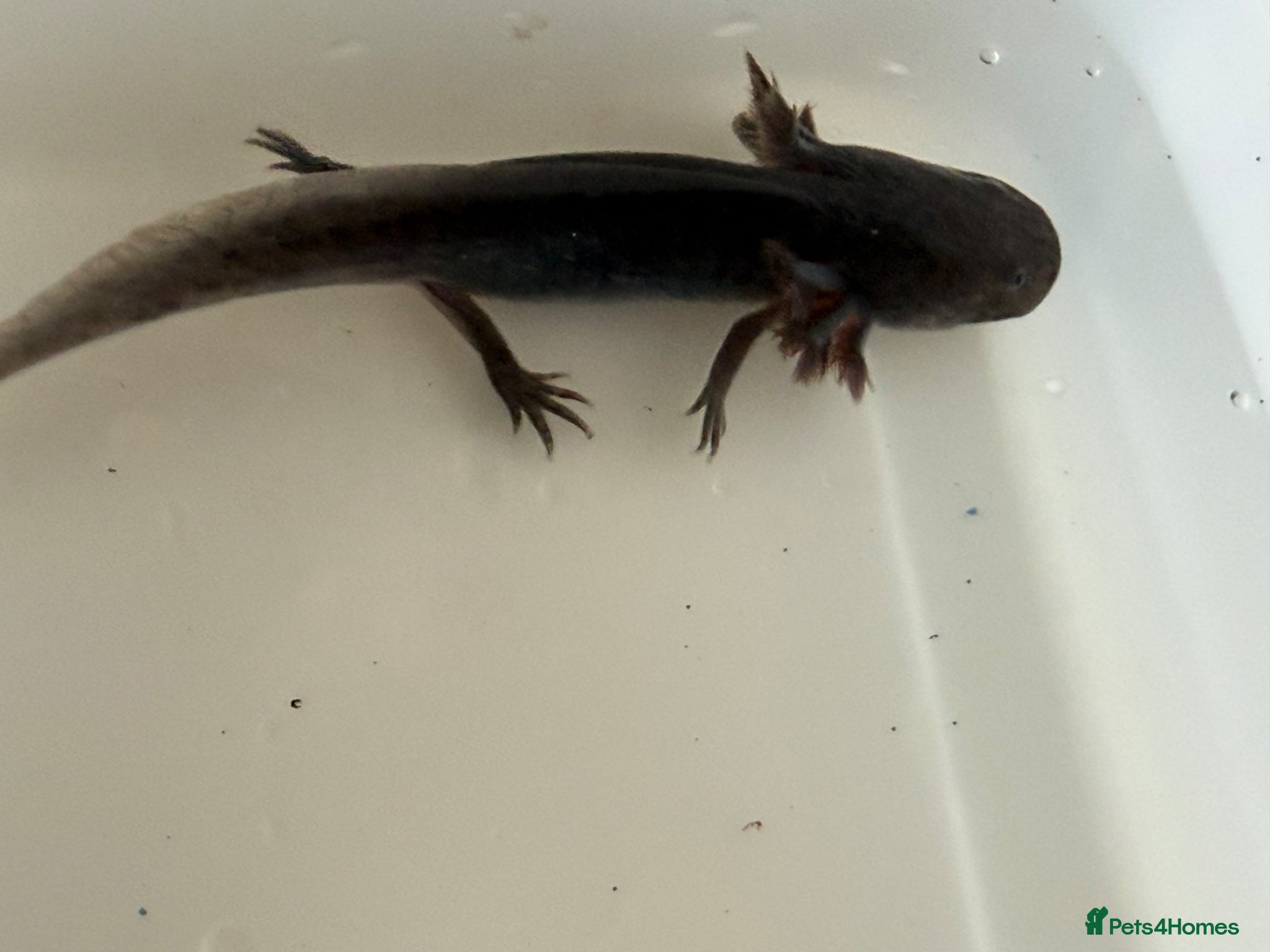 Axolotl reptiles Axolotl - Advert 2