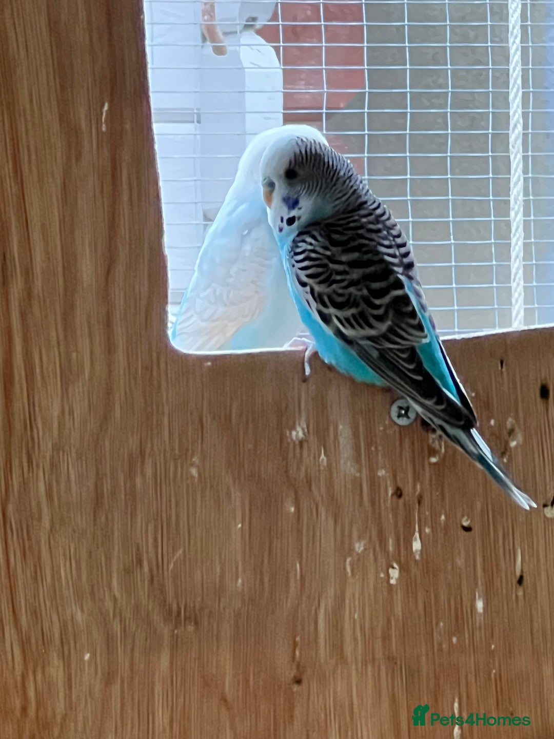 Budgerigars birds for sale: Boy budgies  - Image 11