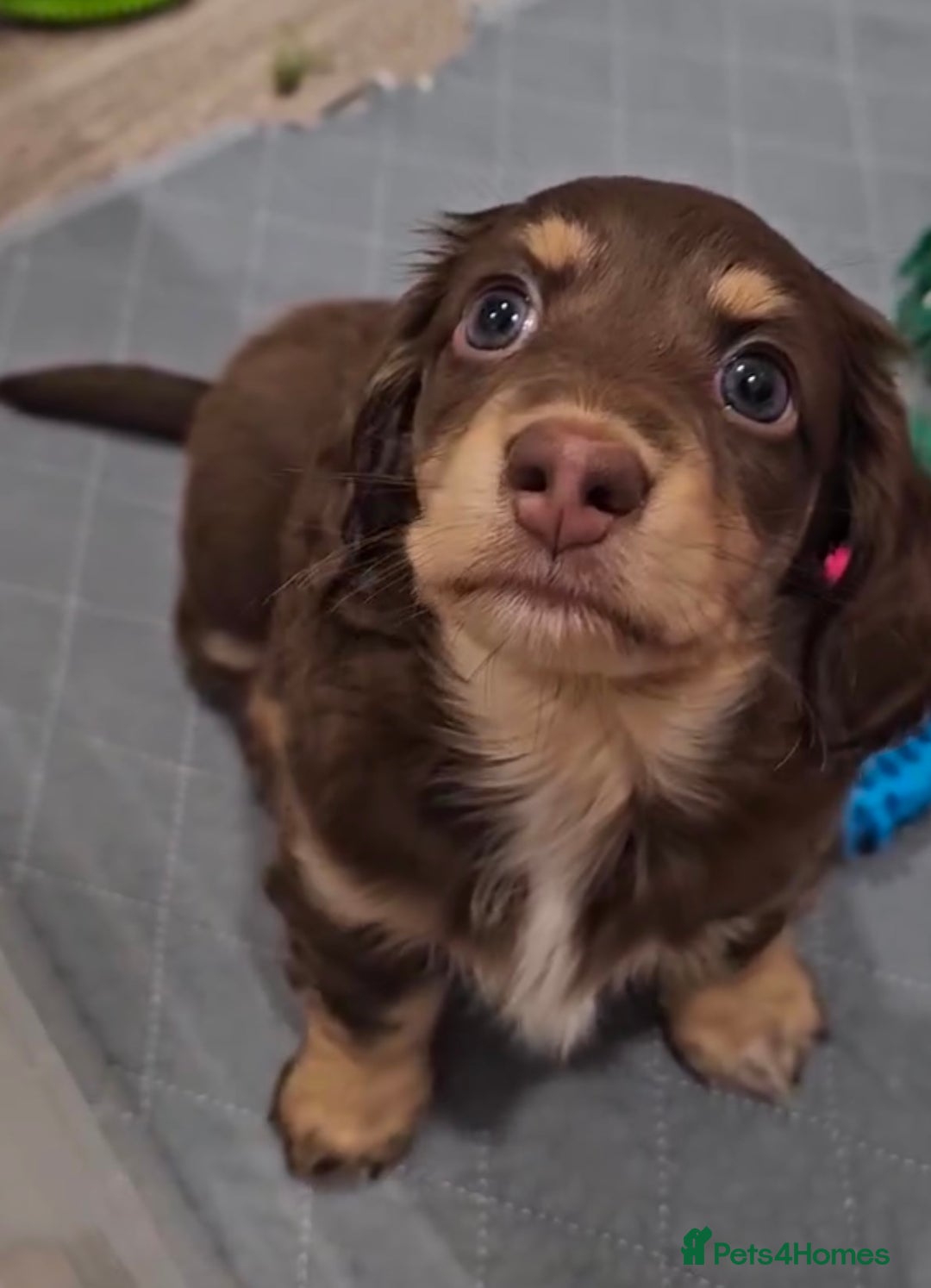 Miniature Dachshund dogs for sale: Fully tested long coat miniture Dachshunds!! - Image 3