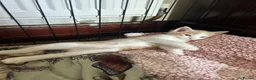 Mixed Breed cats for sale: Ragdoll Tabby mixed kittens  in Forfar - Advert 5