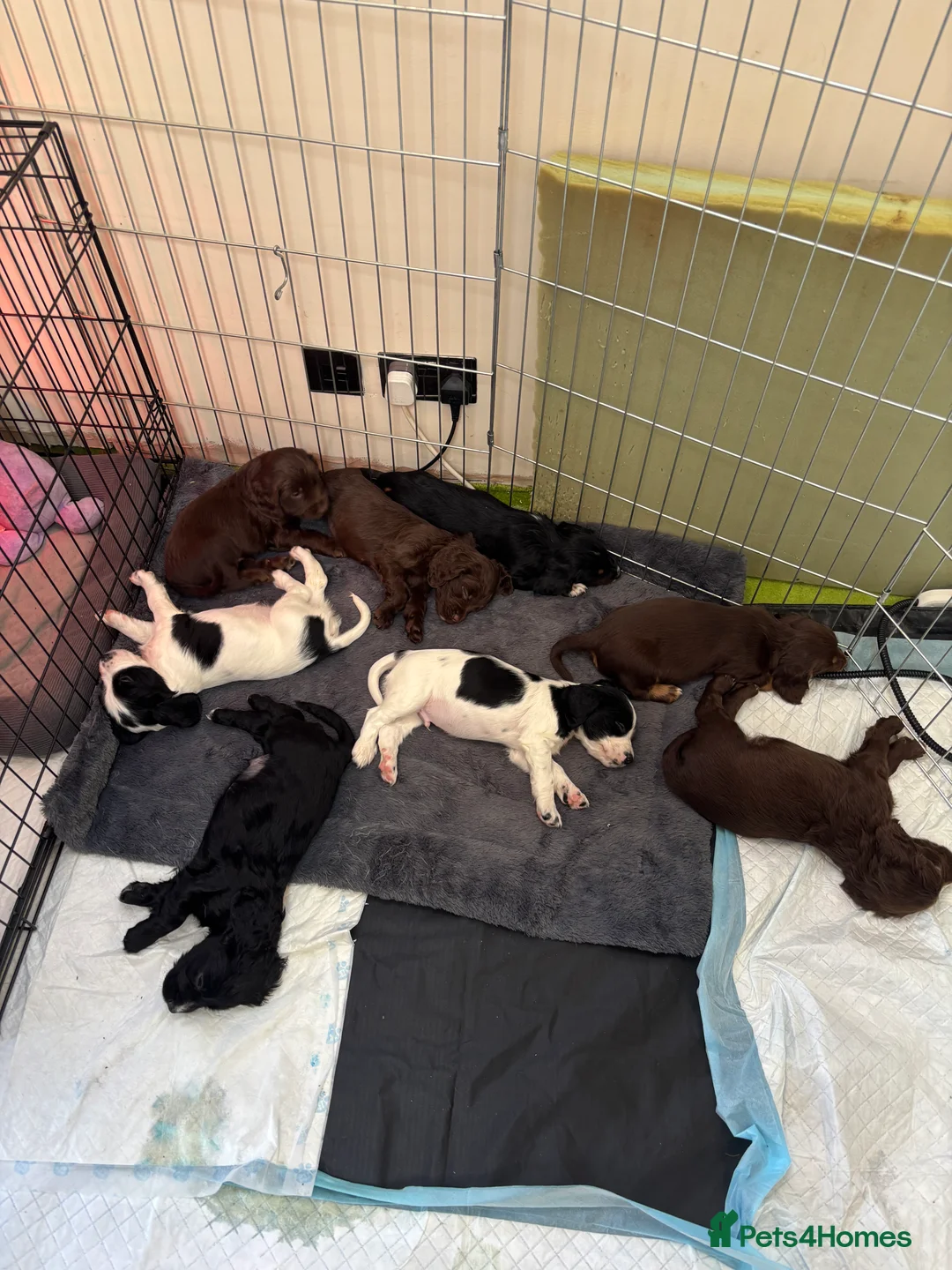 Sprocker dogs for sale: Brown Sprocker Puppies / 2 male, 1 female left - Advert 5