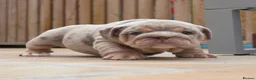 English Bulldog dogs for sale: Gorgeous English Bulldog Pups - Advert 10
