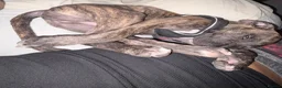 Staffordshire Bull Terrier dogs for sale: Richie  in Liverpool - Advert 11