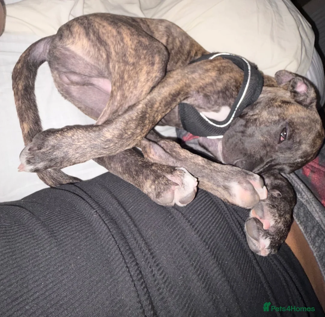 Staffordshire Bull Terrier dogs for sale: Richie  in Liverpool - Advert 11