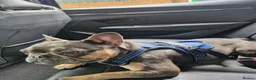 French Bulldog dogs for sale: REGGIE STILL NEEDS HIS FOREVER HOME 9 MONTH OLD  - Advert 2