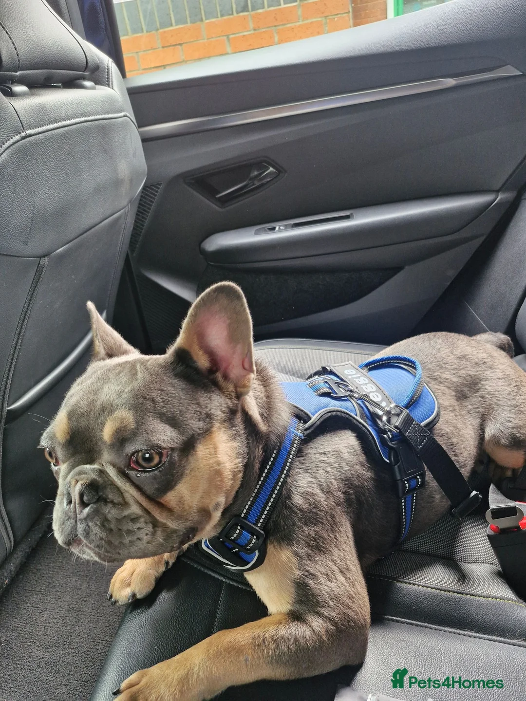 French Bulldog dogs for sale: REGGIE STILL NEEDS HIS FOREVER HOME 9 MONTH OLD  - Advert 2