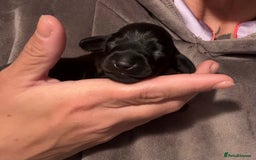 Miniature Dachshund dogs for sale: Miniature dachshund puppies 🐾 - Image 4