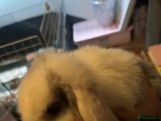 Mini Lop rabbits Boy mini lop 7 weeks old - Advert 4