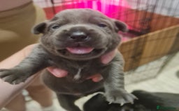 Mixed Breed dogs for sale: French bull weinners  - Image 12