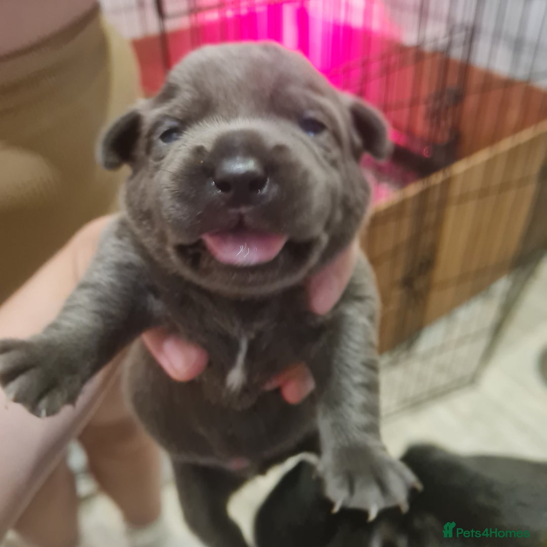 Mixed Breed dogs for sale: French bull weinners  - Image 12