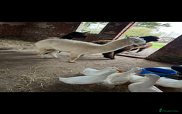 Ducks poultry for sale: 10 young female all American whites  - Image 6