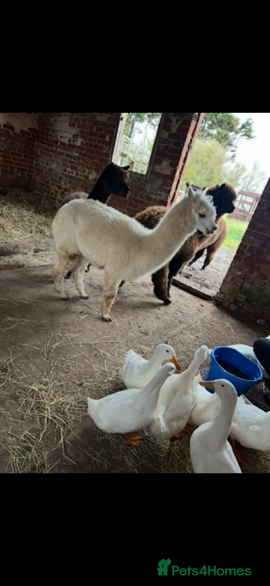 Ducks poultry for sale: 10 young female all American whites  - Image 6