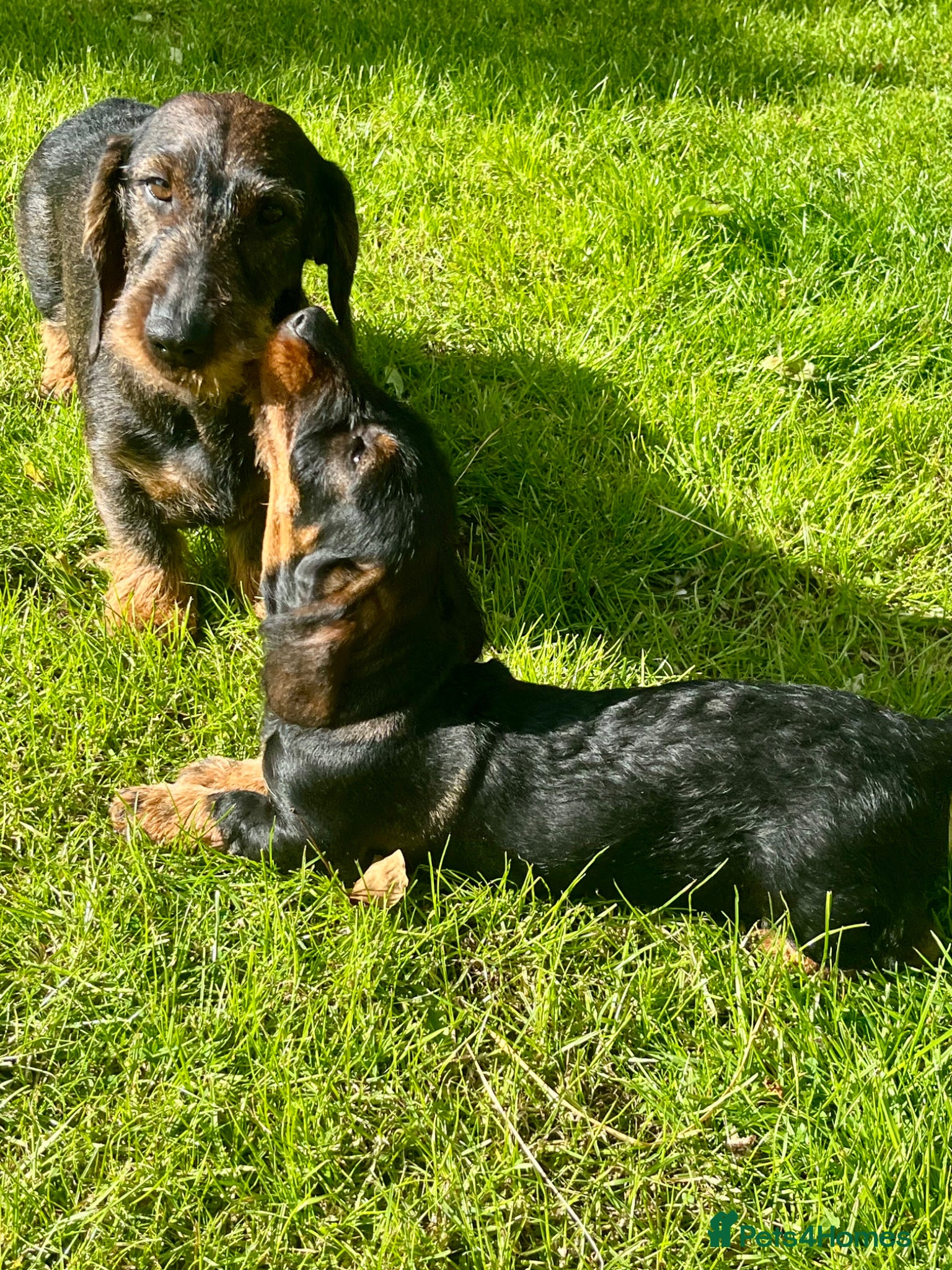 Dachshund dogs Kc registered Standard wire haired dachshund pups  - Advert 7