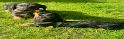 Dachshund dogs for sale: Kc registered Standard wire haired dachshund pups  - Advert 4