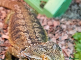 Dragon reptiles Dragon - Advert 4