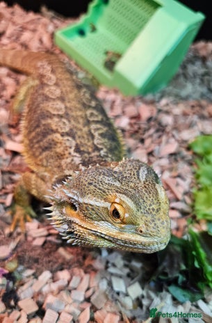 Dragon reptiles - Advert 1