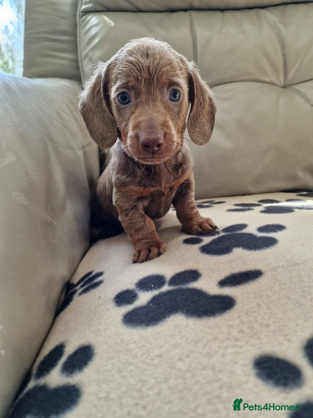 Miniature Dachshund dogs for sale: Miniature dachshund  in Norwich - Advert 10