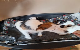Jack Russell dogs for sale: Beautiful Jack Russell Puppies for sale  - Image 3