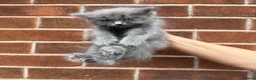 Ragdoll cats for sale: Ragdoll Kittens  - Advert 25