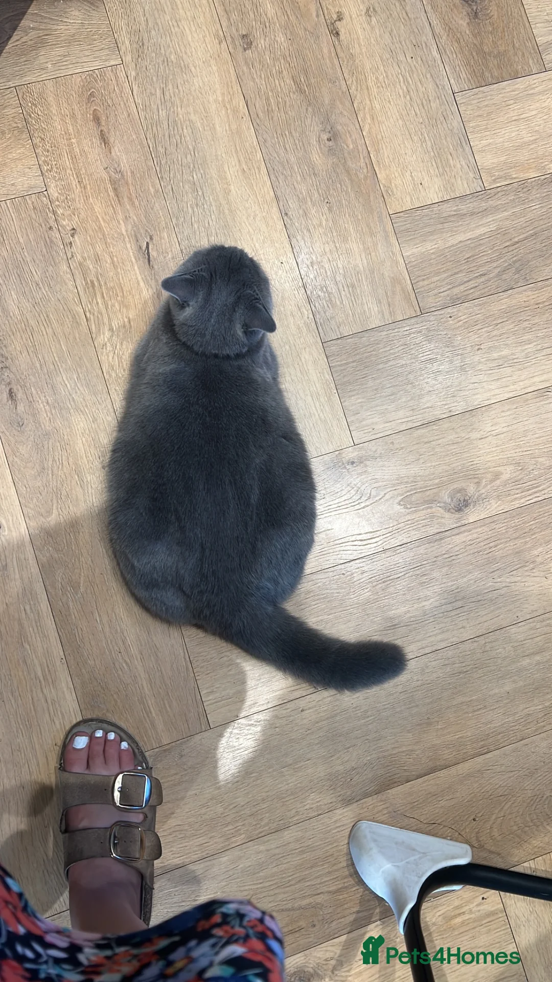 British Shorthair cats for sale: BSH kittens - Advert 7