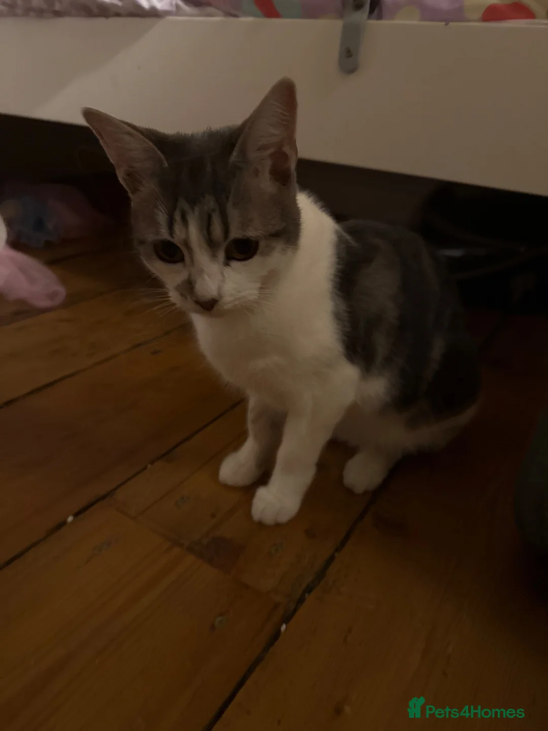 Mixed Breed cats for sale: Female 6 month kitten  - Advert 1