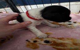 Sprocker dogs for sale: Beautiful Sprocker spaniel puppies ALL GIRLS - Image 18