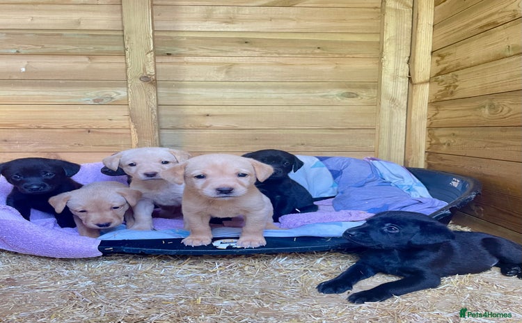 Labrador Retriever dogs - Advert 1