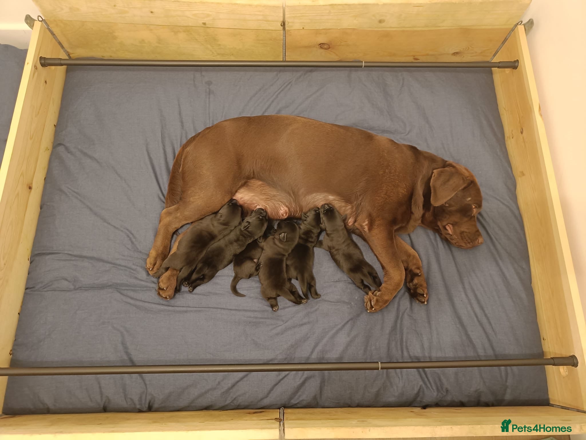 Labrador Retriever dogs Black Labrador puppies for sale  - Advert 1