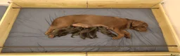 Labrador Retriever dogs for sale: Black Labrador puppies for sale  - Advert 1