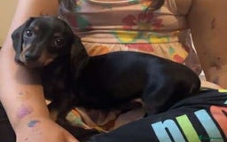 Dachshund dogs for sale: Dachshund - last 2 available (boy&girl) - Image 7