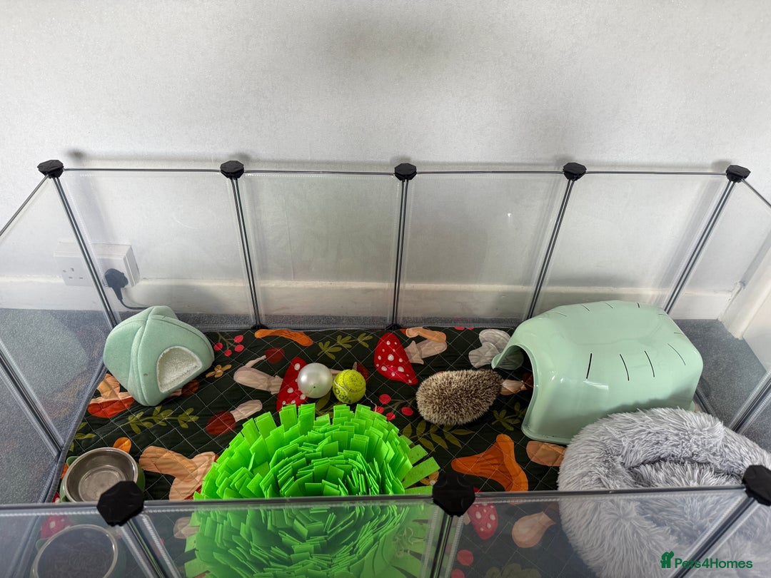 Pygmy Hedgehog rodents for sale: Hedgehog and full set up for sale - Image 6