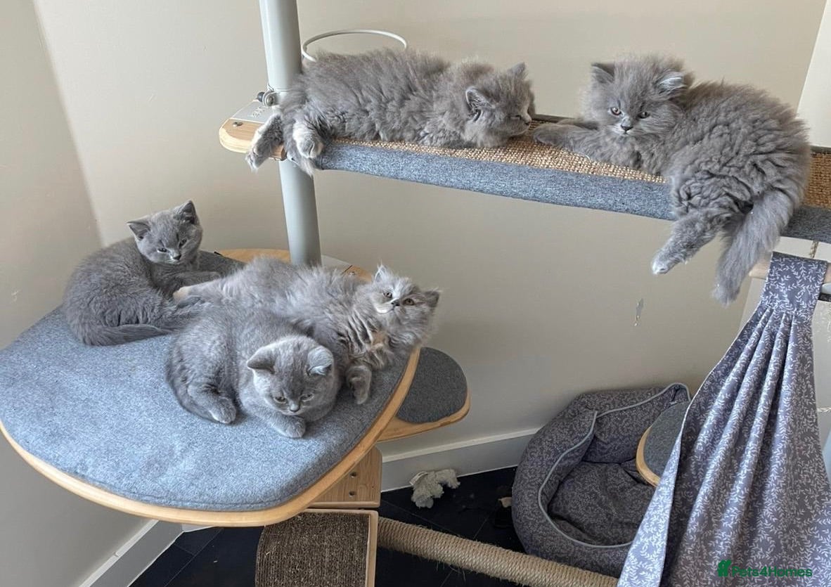 British Shorthair cats GCCF Registered British Shorthairs / Longhairs - Advert 2