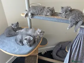 British Shorthair cats GCCF Registered British Shorthairs / Longhairs - Advert 2