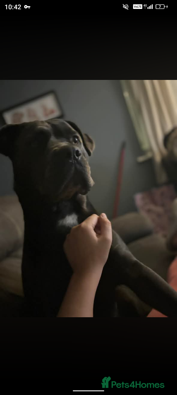 Cane Corso dogs Beautiful cane corso puppies ready in 7 week - Advert 5