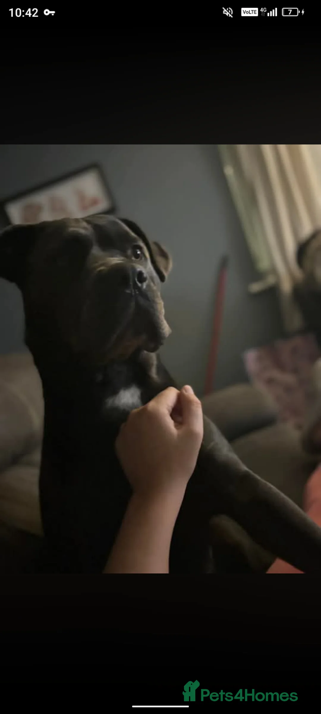 Cane Corso dogs for sale: Beautiful cane corso puppies ready in 7 week in Wigan - Advert 1