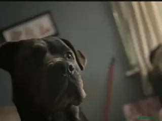 Cane Corso dogs Beautiful cane corso puppies ready in 7 week - Advert 1