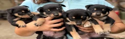 Australian Kelpie dogs for sale: Pure Bred Kelpie pups - Advert 3