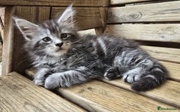 Maine Coon cats for sale: VARIOUS FULL PEDIGREE MAINE COON KITTENS FOR SALE in Rotherham - Image 4