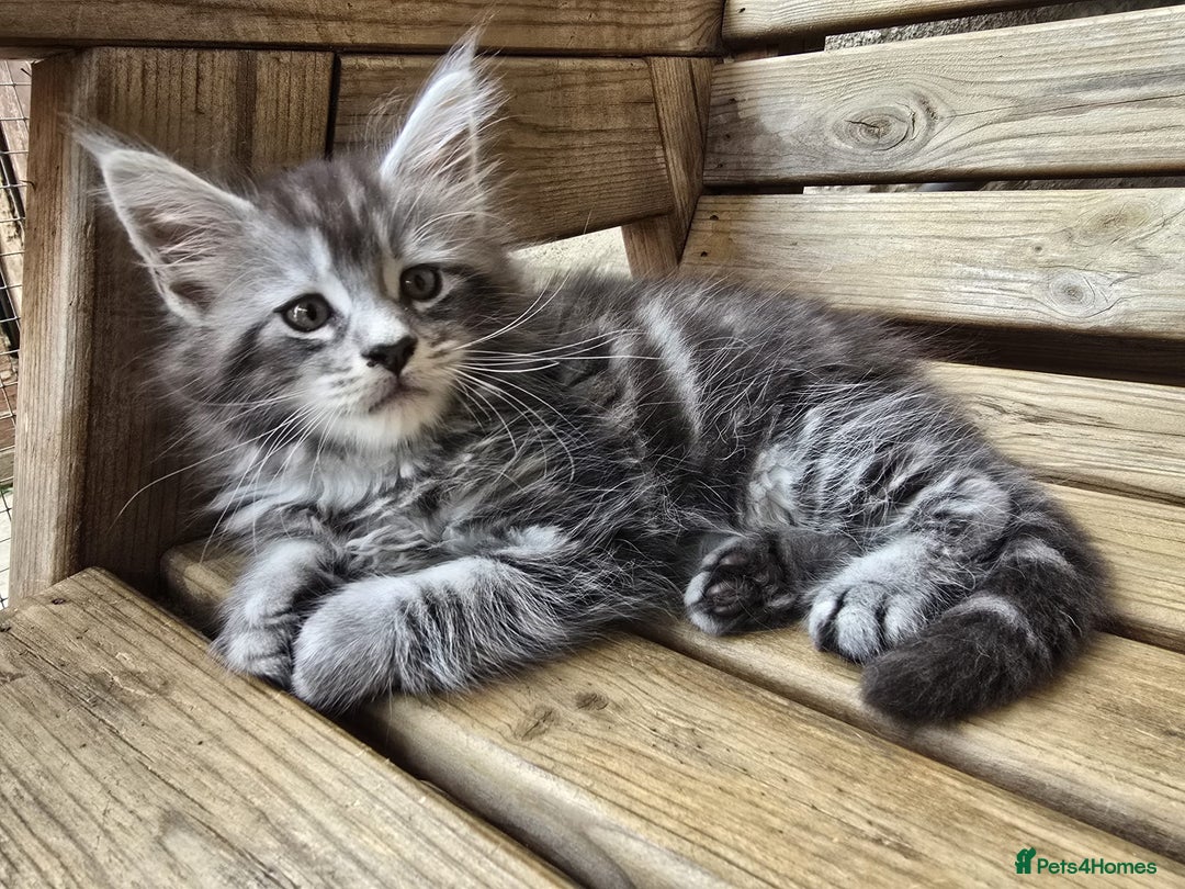 Maine Coon cats for sale: VARIOUS FULL PEDIGREE MAINE COON KITTENS FOR SALE in Rotherham - Image 4