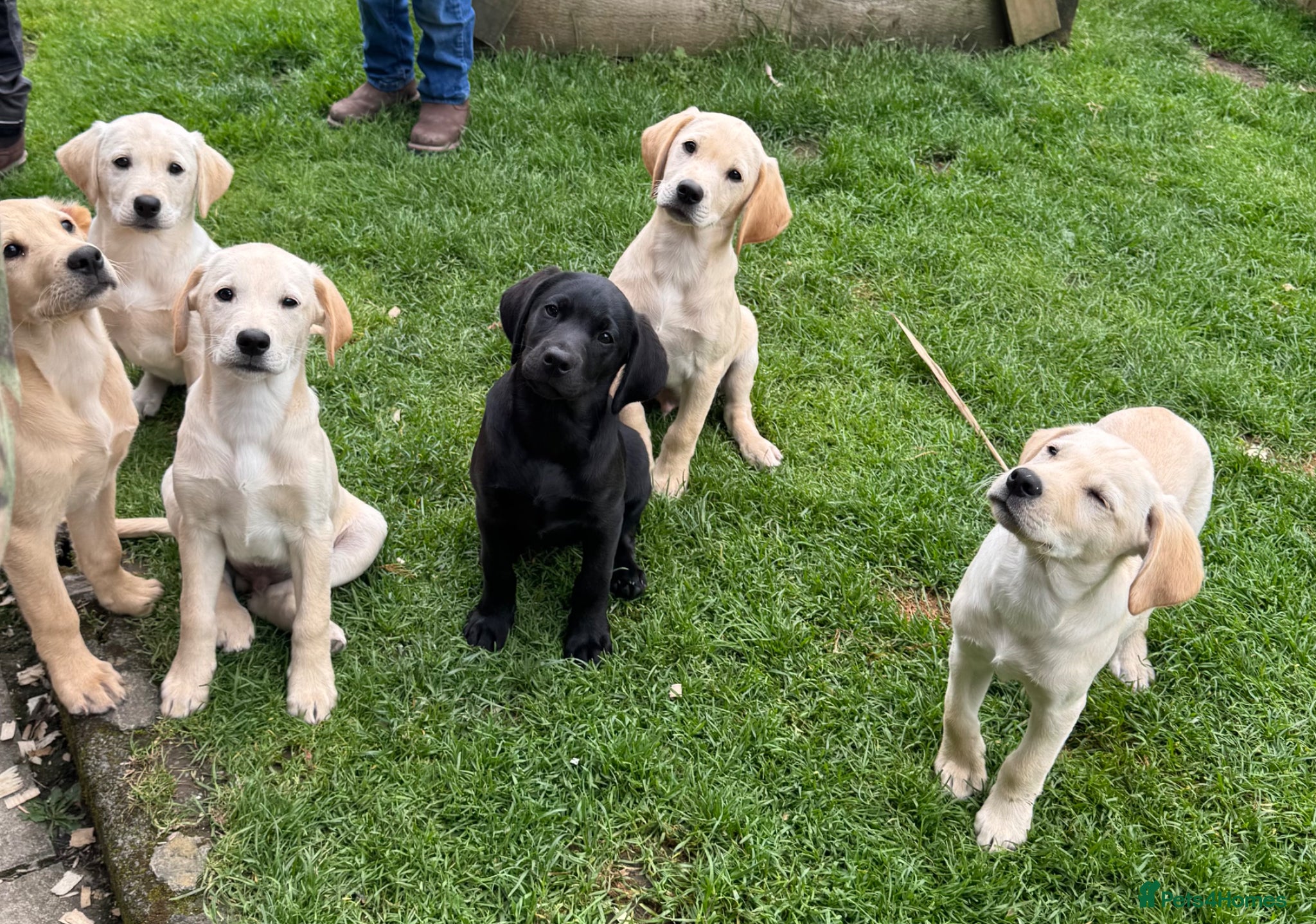 Labrador Retriever dogs for sale: Labradors in Tywyn - Advert 2