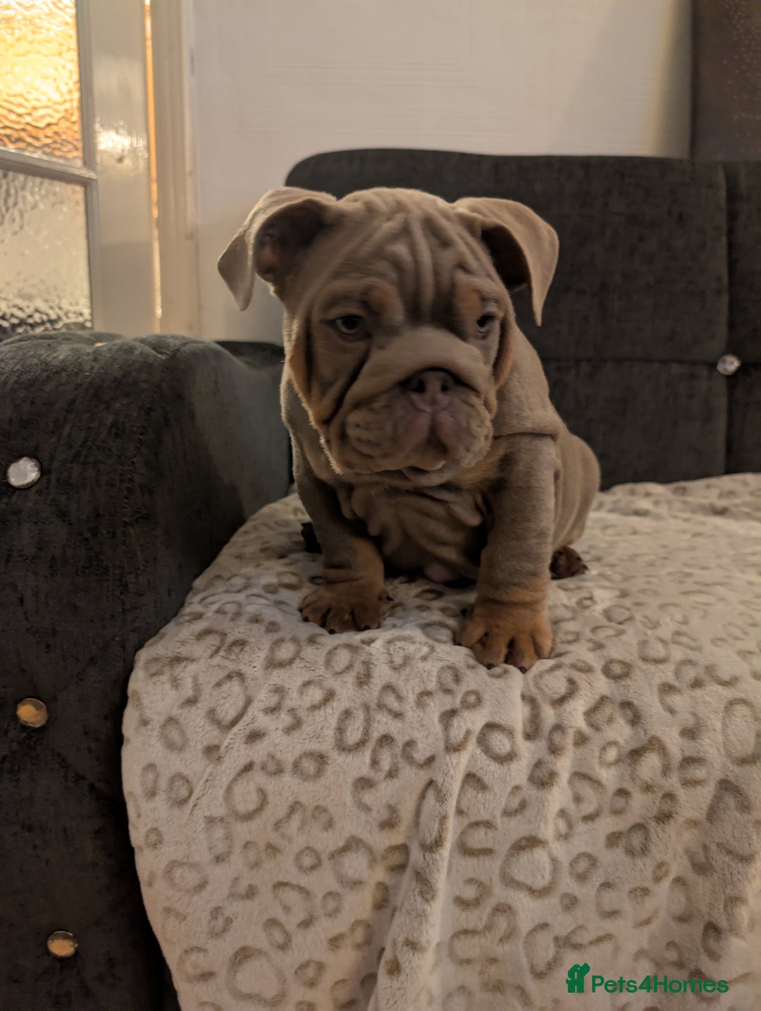 English Bulldog dogs for sale: English bulldog  - Image 9