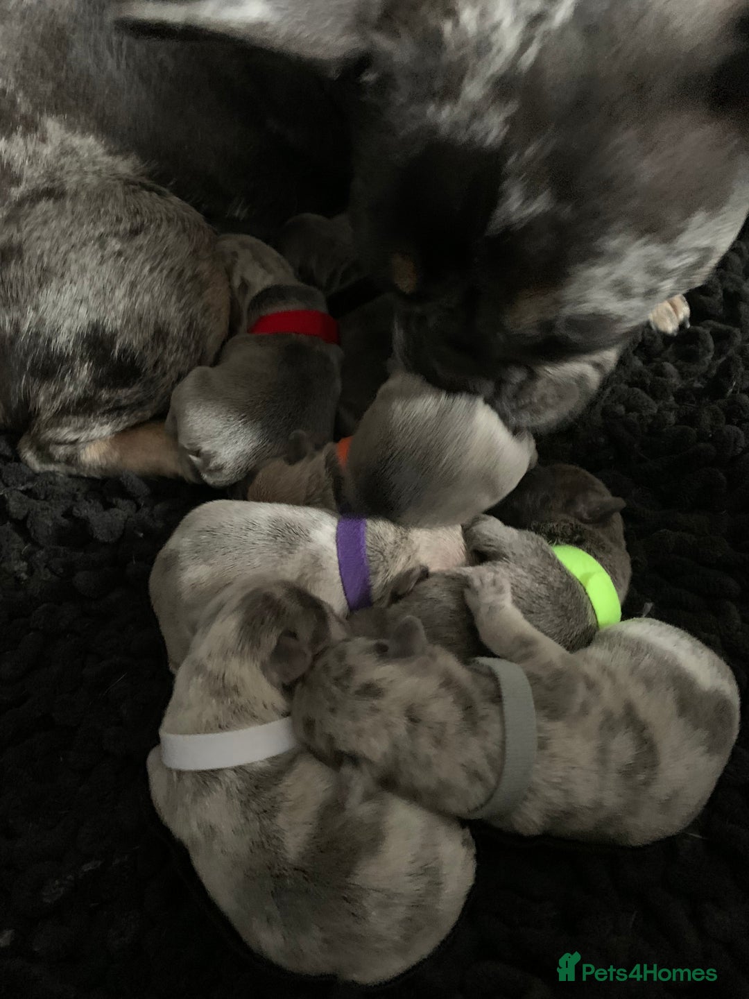 French Bulldog dogs for sale: French bulldog puppies for sale!!  - Image 4