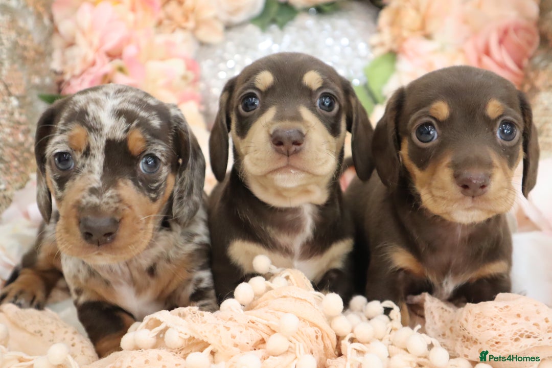 Miniature Dachshund dogs for sale: KC Registered Miniature Dachshund Puppies - Image 1