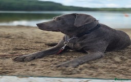 Mixed Breed dogs for sale: Aussiedor puppies - Image 8