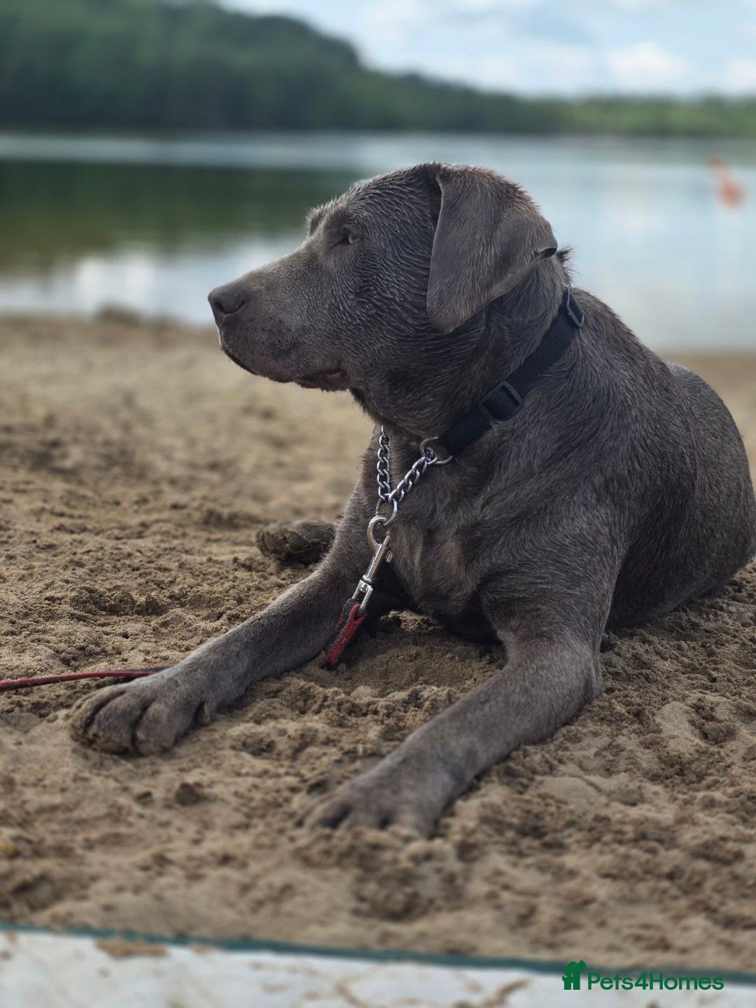 Mixed Breed dogs for sale: Aussiedor puppies - Image 8